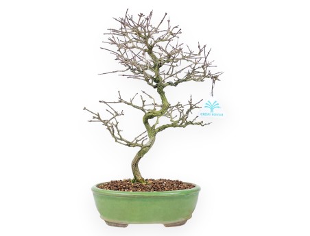 Premna Japonica - 38 cm