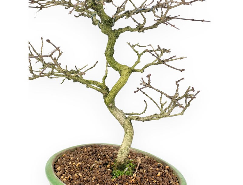 Premna Japonica - 38 cm