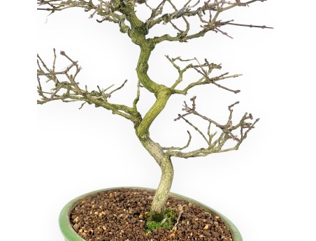 Premna Japonica - 38 cm