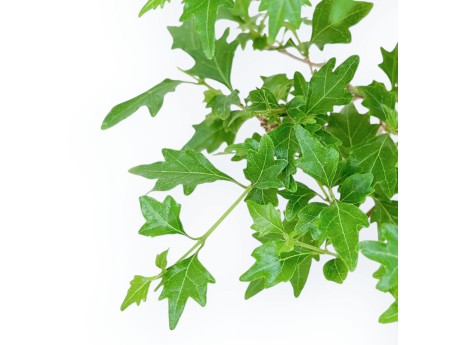 Premna Japonica - 38 cm