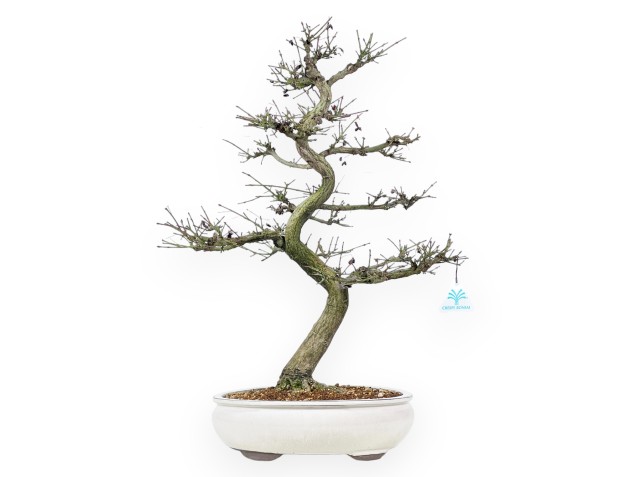 Euonymus - Evonimo - 57 cm