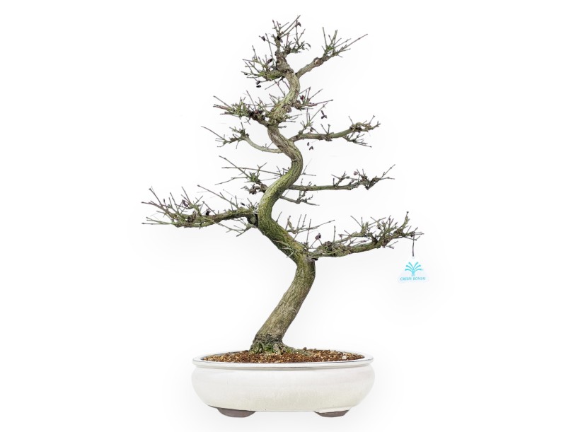 Euonymus - Evonimo - 57 cm