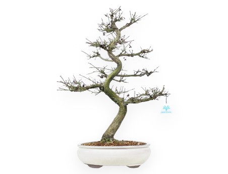 Euonymus - Evonymus - 57 cm