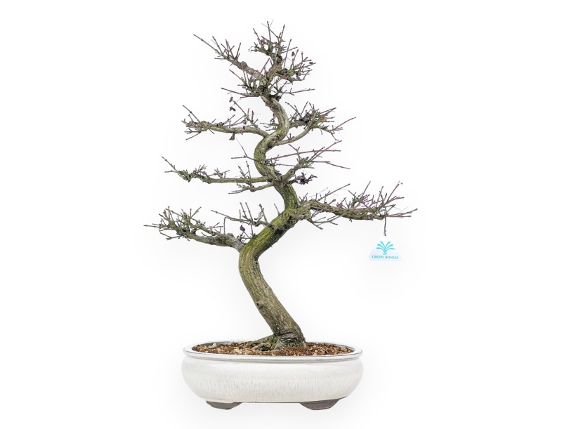 Euonymus - Evonymus - 57 cm