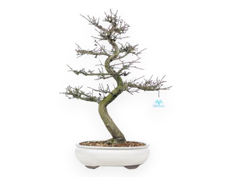 Euonymus - Evonimo - 57 cm