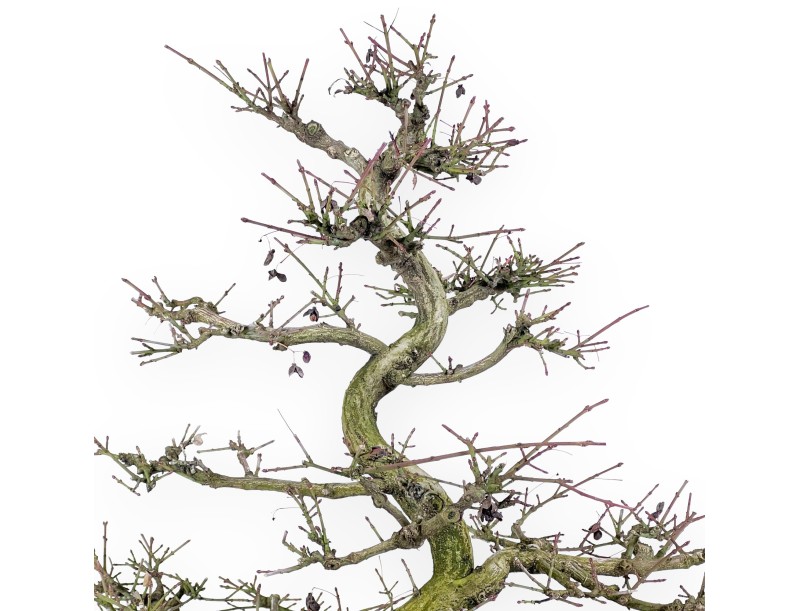 Euonymus - Evonimo - 57 cm