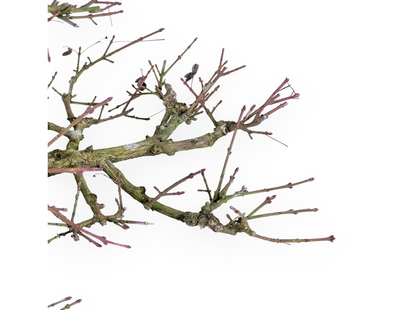 Euonymus - Evonymus - 57 cm