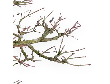 Euonymus - Evonymus - 57 cm