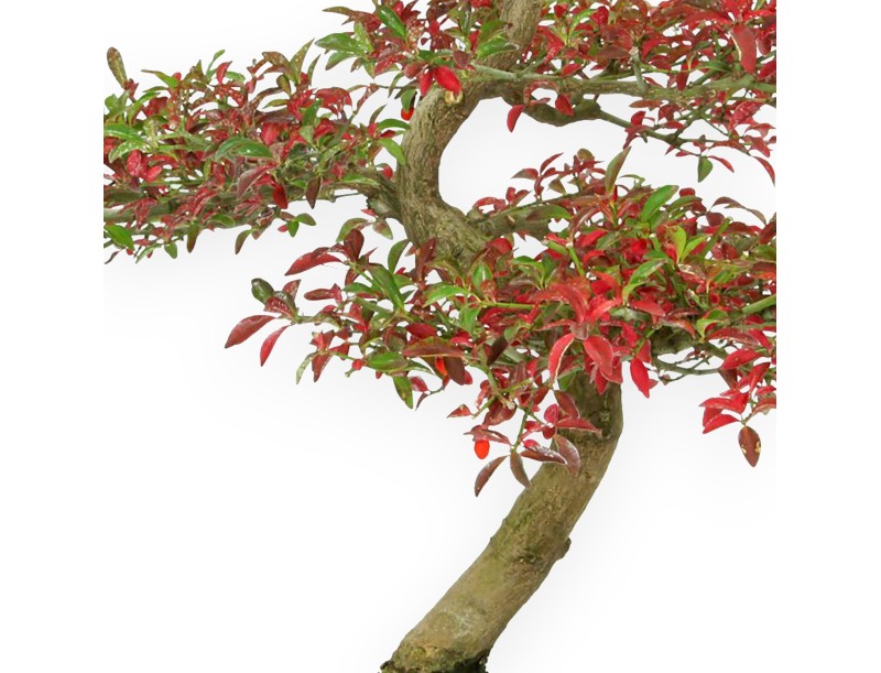Euonymus - Evonymus - 57 cm