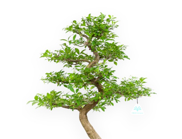 Euonymus - Evonymus - 57 cm 2