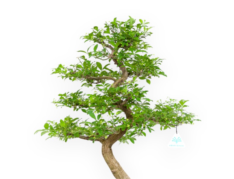 Euonymus - Evonimo - 57 cm