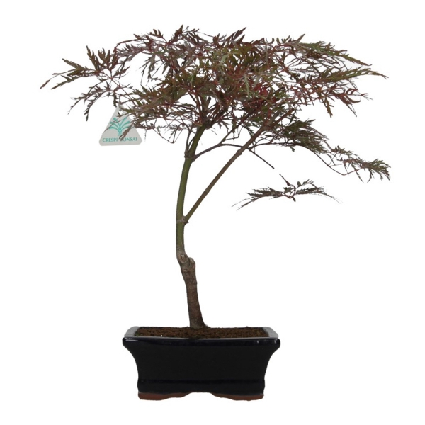 Acer palmatum dissectum - acero - 38 cm
