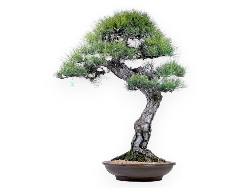 Pinus thunbergii bonsai 105 cm | Round stoneware pot