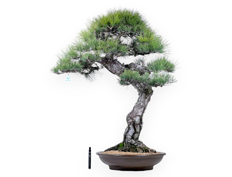 Pinus thunbergii bonsai 105 cm | Round stoneware pot