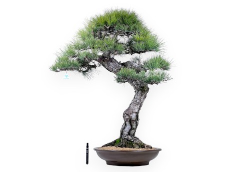 Pinus thunbergii bonsai 105 cm | Round stoneware pot