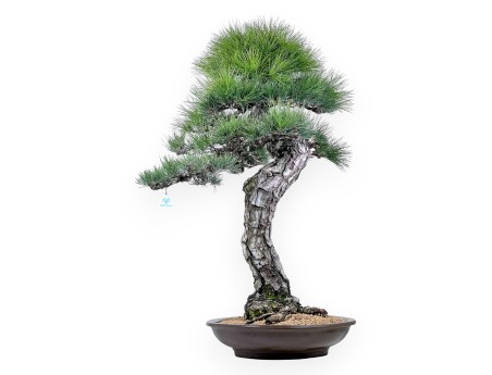 Pinus thunbergii bonsai 105 cm | Rond ongeglazuurde pot