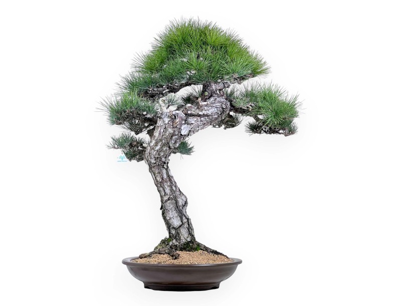 Pinus thunbergii bonsai 105 cm | Pot rond en grès