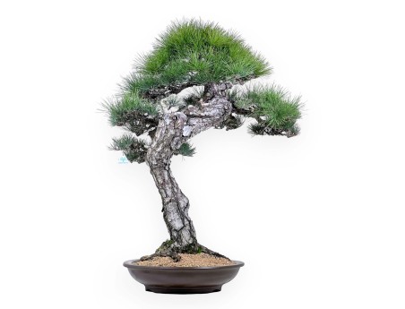 Pinus thunbergii Bonsai 105 cm | Rund Steingut Topf