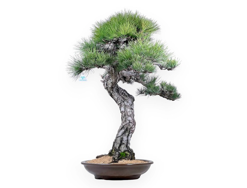 Bonsai di Pinus thunbergii da 105 cm | Vaso tondo grès