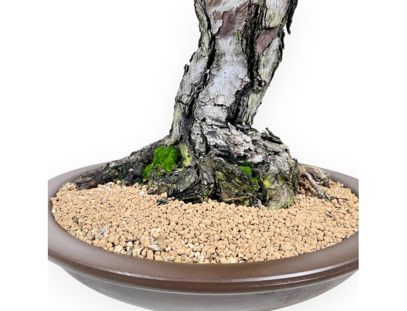 Pinus thunbergii bonsái 105 cm | Maceta redondo de gres