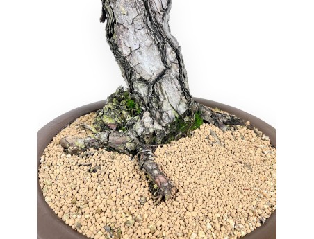 Pinus thunbergii bonsai 105 cm | Rond ongeglazuurde pot