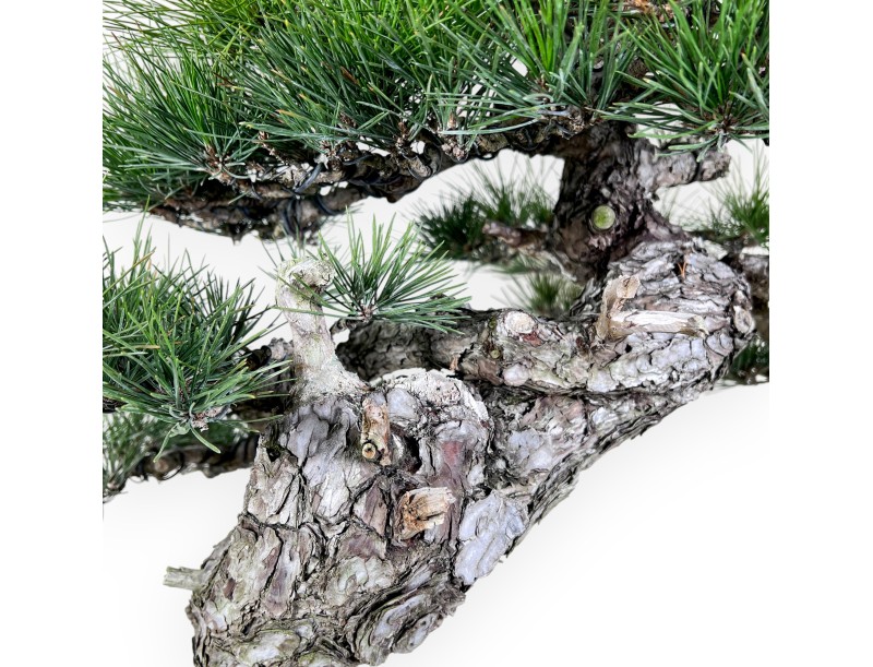 Pinus thunbergii bonsai 105 cm | Rond ongeglazuurde pot
