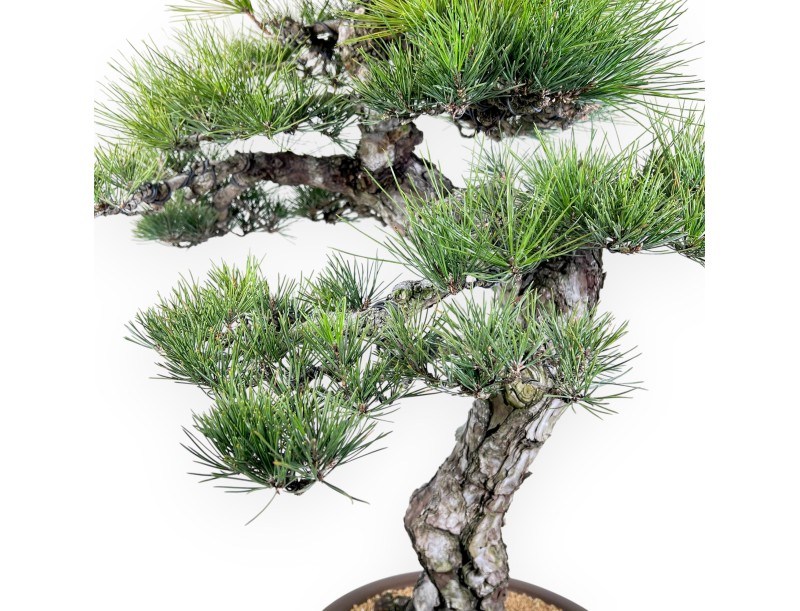 Pinus thunbergii bonsai 105 cm | Pot rond en grès
