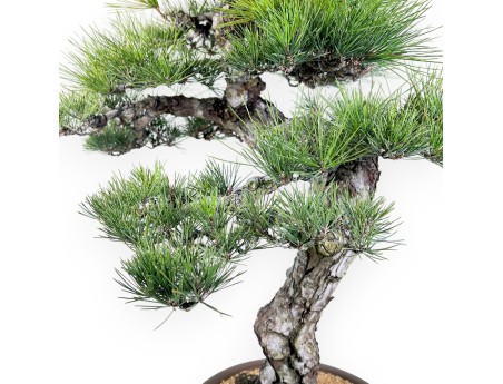 Pinus thunbergii bonsai 105 cm | Rond ongeglazuurde pot