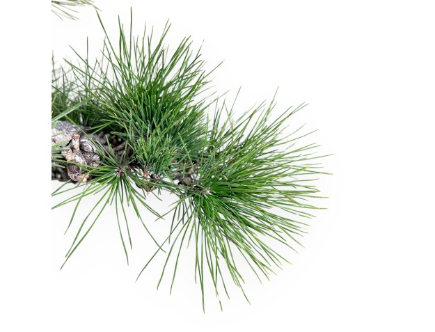 Pinus thunbergii bonsai 105 cm | Pot rond en grès 2