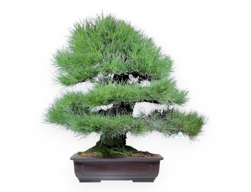 Pinus thunbergii bonsai 90 cm | Rectangular stoneware pot