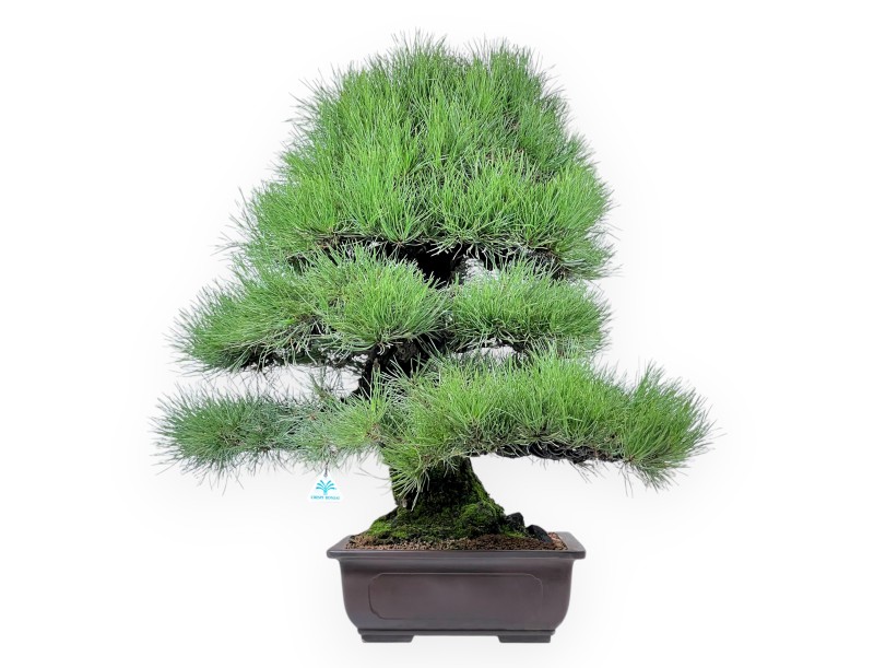Pinus thunbergii bonsai 90 cm|Rechthoekige ongeglazuurde pot