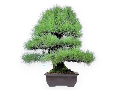 Pinus thunbergii Bonsai 90 cm | Rechteckiger Steingut Topf