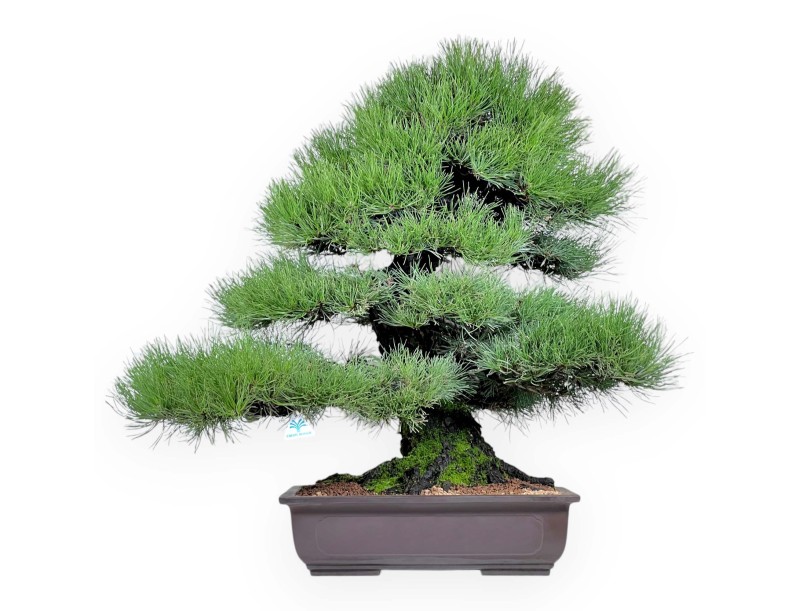 Pinus thunbergii bonsai 90 cm | Rectangular stoneware pot