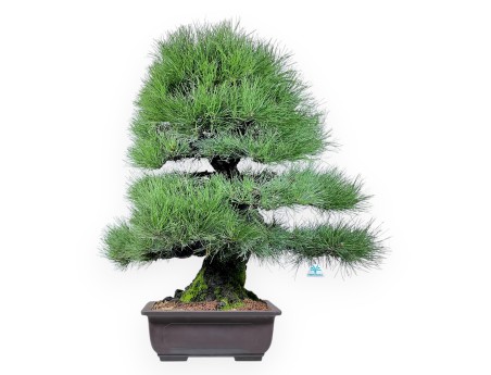 Bonsai di Pinus thunbergii da 90 cm | Vaso rettangolare grès