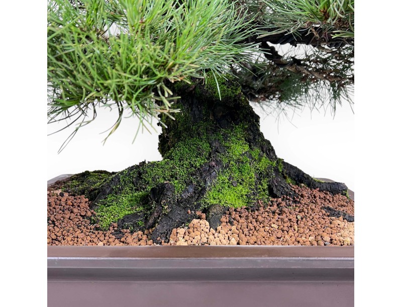 Pinus thunbergii bonsai 90 cm|Rechthoekige ongeglazuurde pot