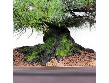 Pinus thunbergii bonsai 90 cm|Rechthoekige ongeglazuurde pot