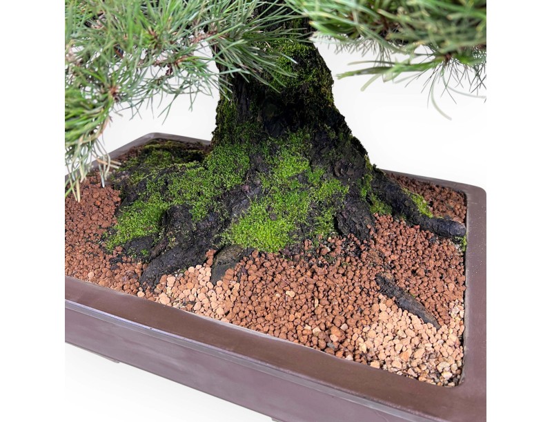 Pinus thunbergii bonsai 90 cm | Pot rectangulaire en grès