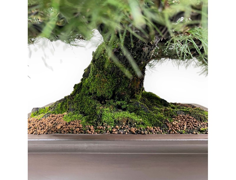 Pinus thunbergii bonsai 90 cm | Rectangular stoneware pot