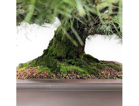 Pinus thunbergii bonsái 90 cm | Maceta rectangular de gres
