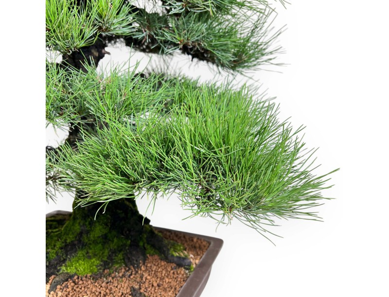 Bonsai di Pinus thunbergii da 90 cm | Vaso rettangolare grès