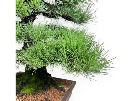 Pinus thunbergii bonsai 90 cm | Rectangular stoneware pot