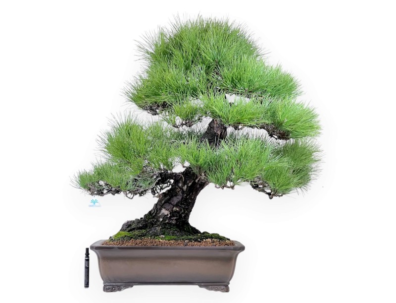 Bonsai di Pinus thunbergii da 97 cm | Vaso rettangolare grès