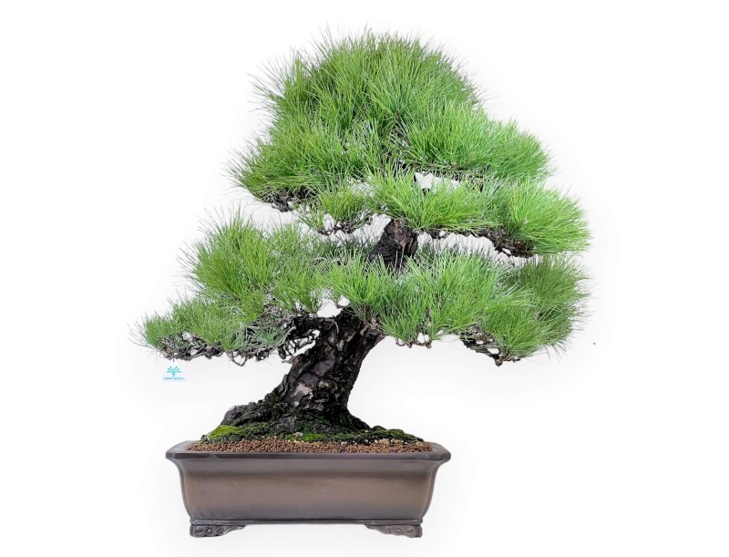Pinus thunbergii bonsai 97 cm|Rechthoekige ongeglazuurde pot