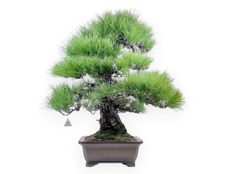 Bonsai di Pinus thunbergii da 97 cm | Vaso rettangolare grès