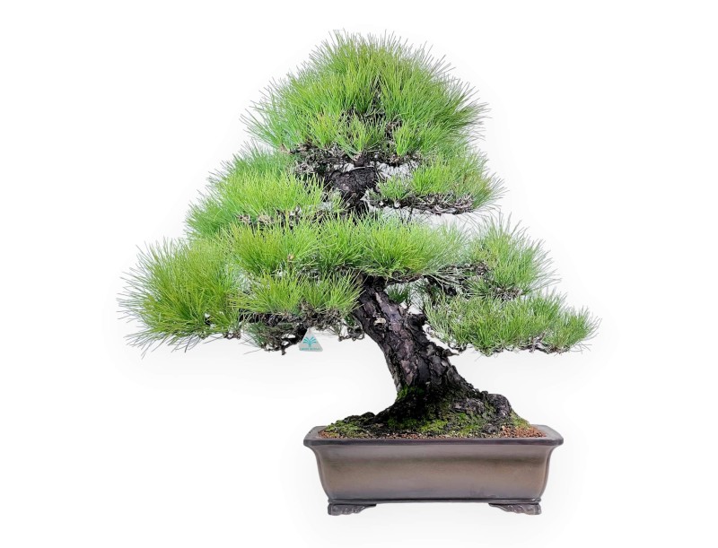 Pinus thunbergii bonsái 97 cm | Maceta rectangular de gres