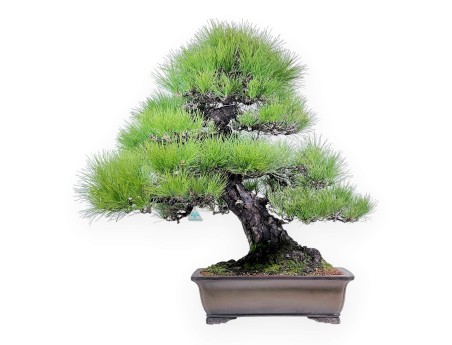 Pinus thunbergii bonsai 97 cm | Rectangular stoneware pot