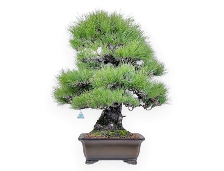 Pinus thunbergii bonsái 97 cm | Maceta rectangular de gres