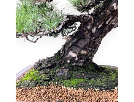 Pinus thunbergii bonsai 97 cm | Pot rectangulaire en grès