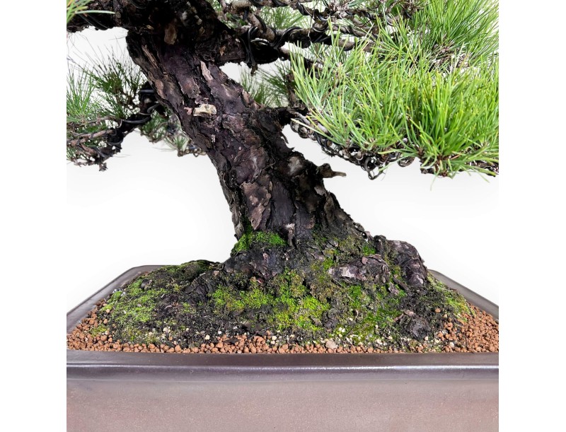 Pinus thunbergii bonsai 97 cm | Rectangular stoneware pot
