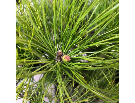 Pinus thunbergii bonsai 97 cm | Pot rectangulaire en grès